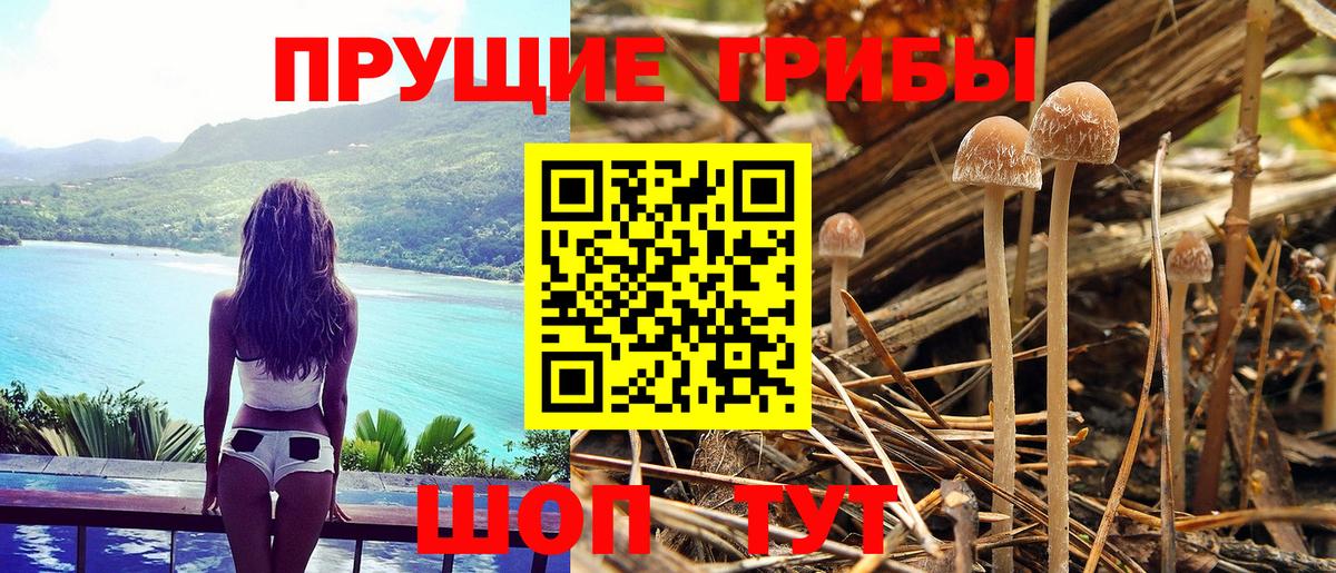 Псилоцибиновые грибы мицелий Лабинск